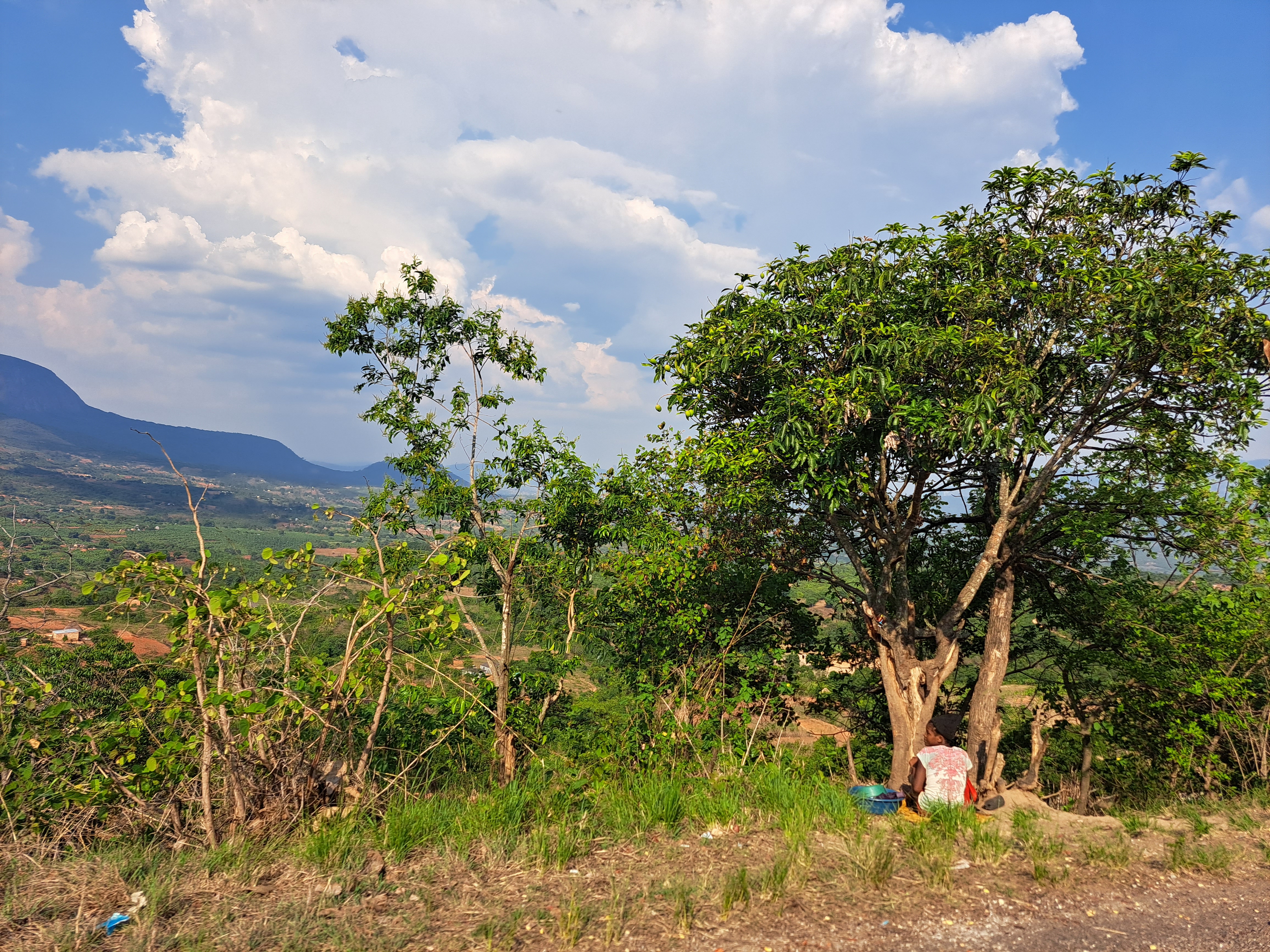 Photo shows trees and plants at side of road in Zimbabwe. Photo: Mako Muzenda.