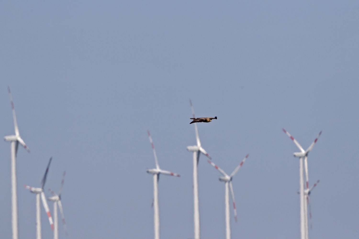 Die Regierung versucht, Vogelschutz und Windkraft in Einklang zu bringen, um die Erneuerbaren zu stärken