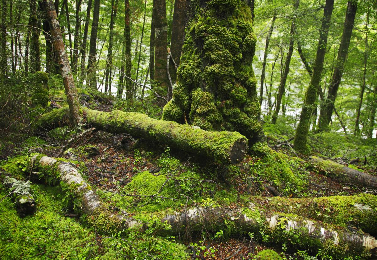 Protected forest in Eastern Europe.
