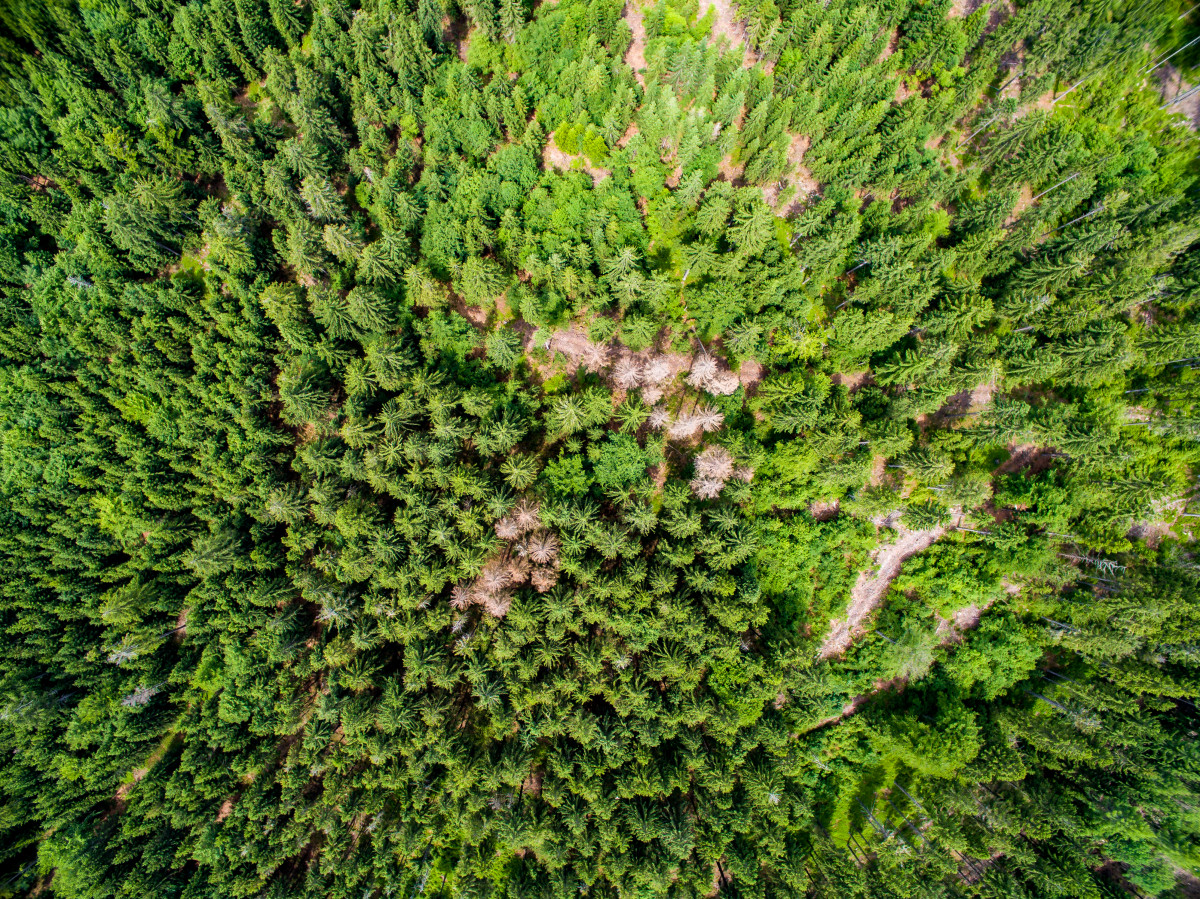 Bark beetle-infested trees in Bavaria - heat waves and droughts leave Germany's forests more vulnerable. Photo: Bayerische Staatsforsten