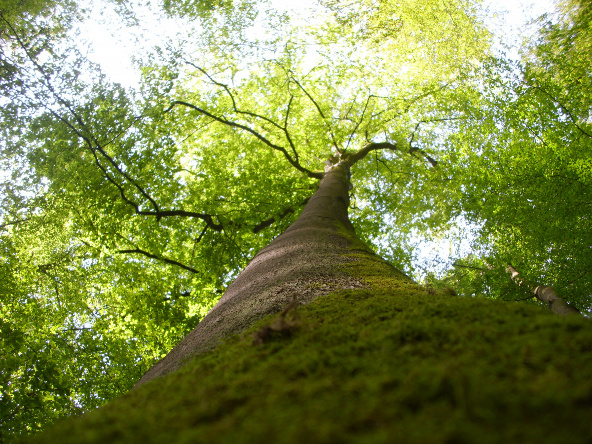 Afforestation or carbon capture and storage? Researchers say both will be needed to reach net-zero emissions, but politicians in Germany are slow to embrace and support all the different carbon removal options. Photo: Heidrun Heidecke, BUND.