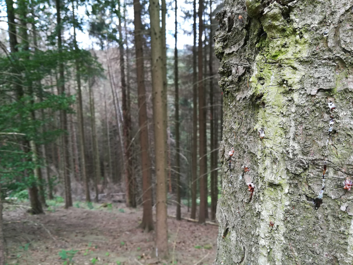 Photo shows tree in North Rhine Westphalia invested with bark beetle. Photo: CLEW/Wettengel. 