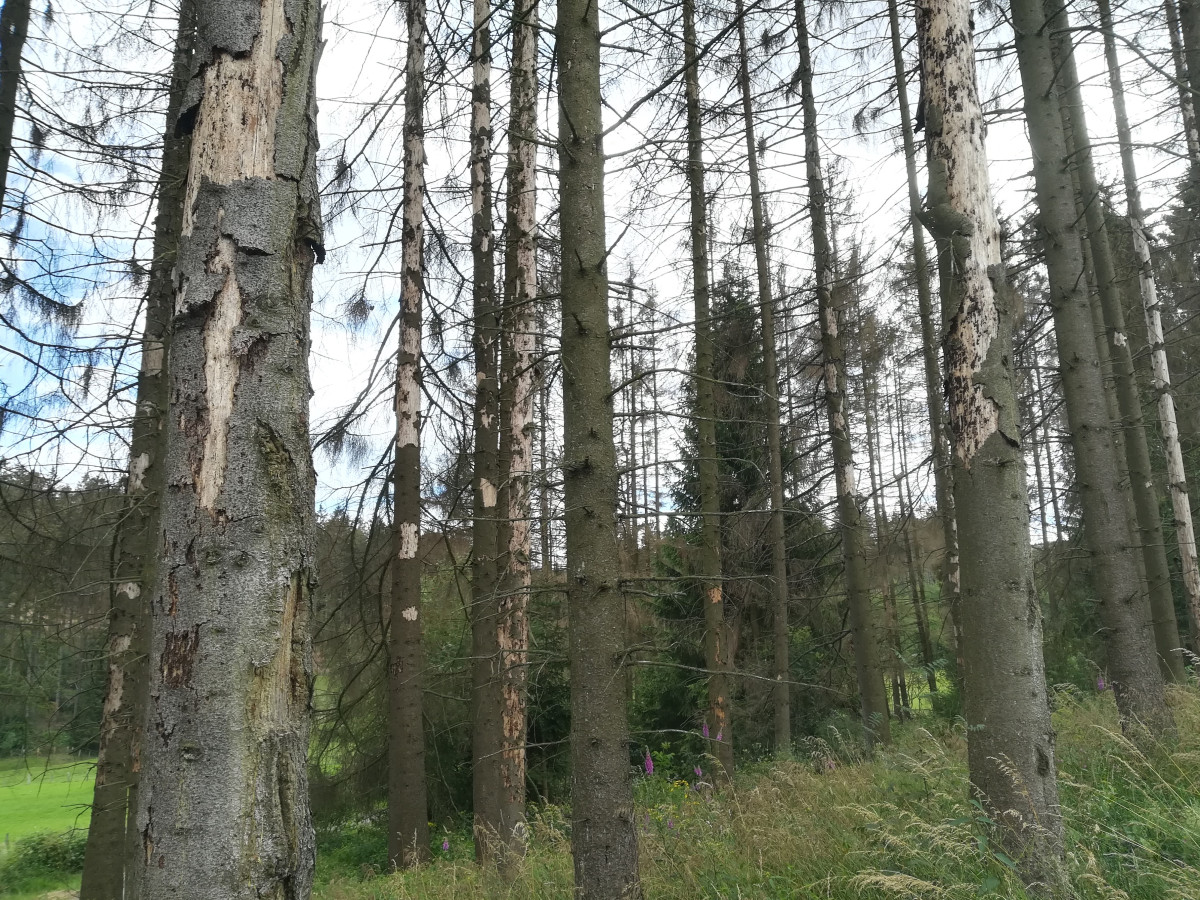 Photo shows damaged trees in Germany. Photo: CLEW/Wettengel.