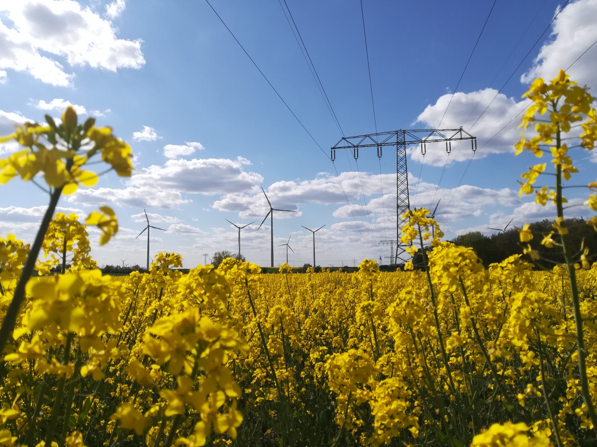 Photo shows wind turbines and power lines and flowers in Germany. Photo: CLEW/Wettengel 2020. 