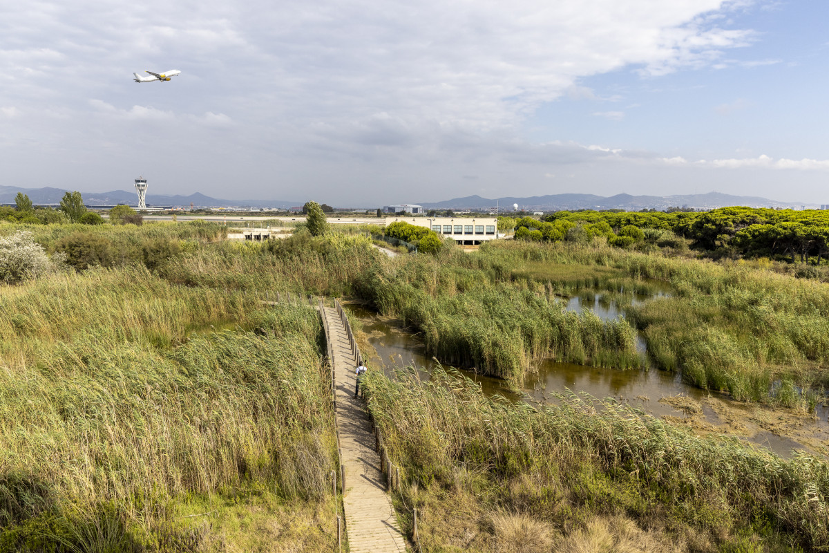 Expansion of the Barcelona airport would include the extension of a runway through the protected ecosystem La Ricarda. Photo: Barcelona City Council/Edu Bayer. 