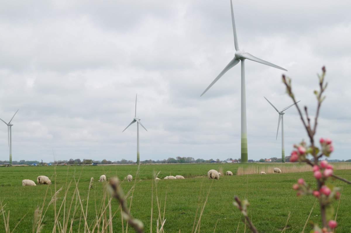 Photo shows wind turbines in Schleswig-Holstein, Germany. Photo: CLEW/Wettengel.