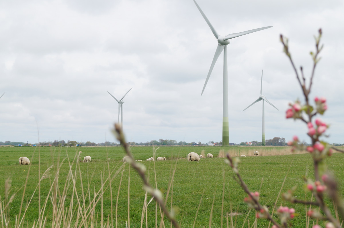 Photo shows wind turbines in German state Schleswig-Holstein. Photo: CLEW/Wettengel. 