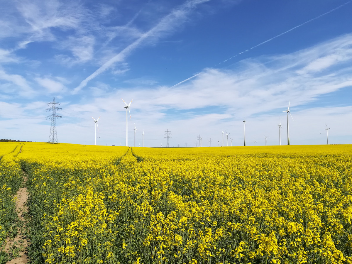 Photo shows rapeseed field with wind turbines and power grid in Brandenburg, Germany. Source: CLEW/Wettengel. 