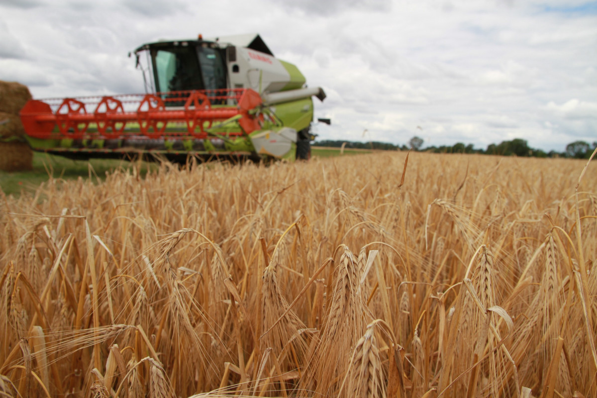 Crop rotation and rewetting of moorlands are ways to prevent greenhouse gas emissions from farmland but only if changes are made to livestock farming can emissions be considerably reduced, researchers say. Photo: DBV.