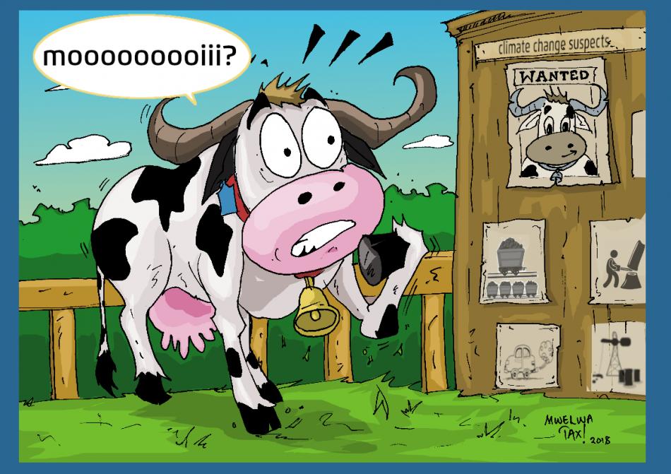 Illustration of a cow surprised to find a wanted photo of it on a barn together with photos of other climate change culprits. Illustration - Mwelwa Musonko.