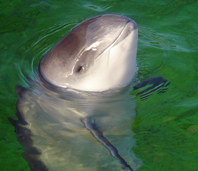 porpoises calve in the german north sea. source: wikipedia