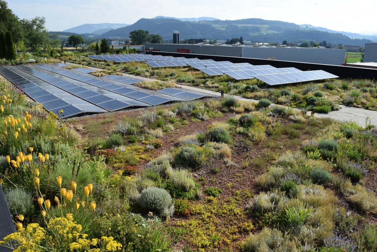 Photo shows green solar rooftop. Photo: Bundesverband GebäudeGrün. 