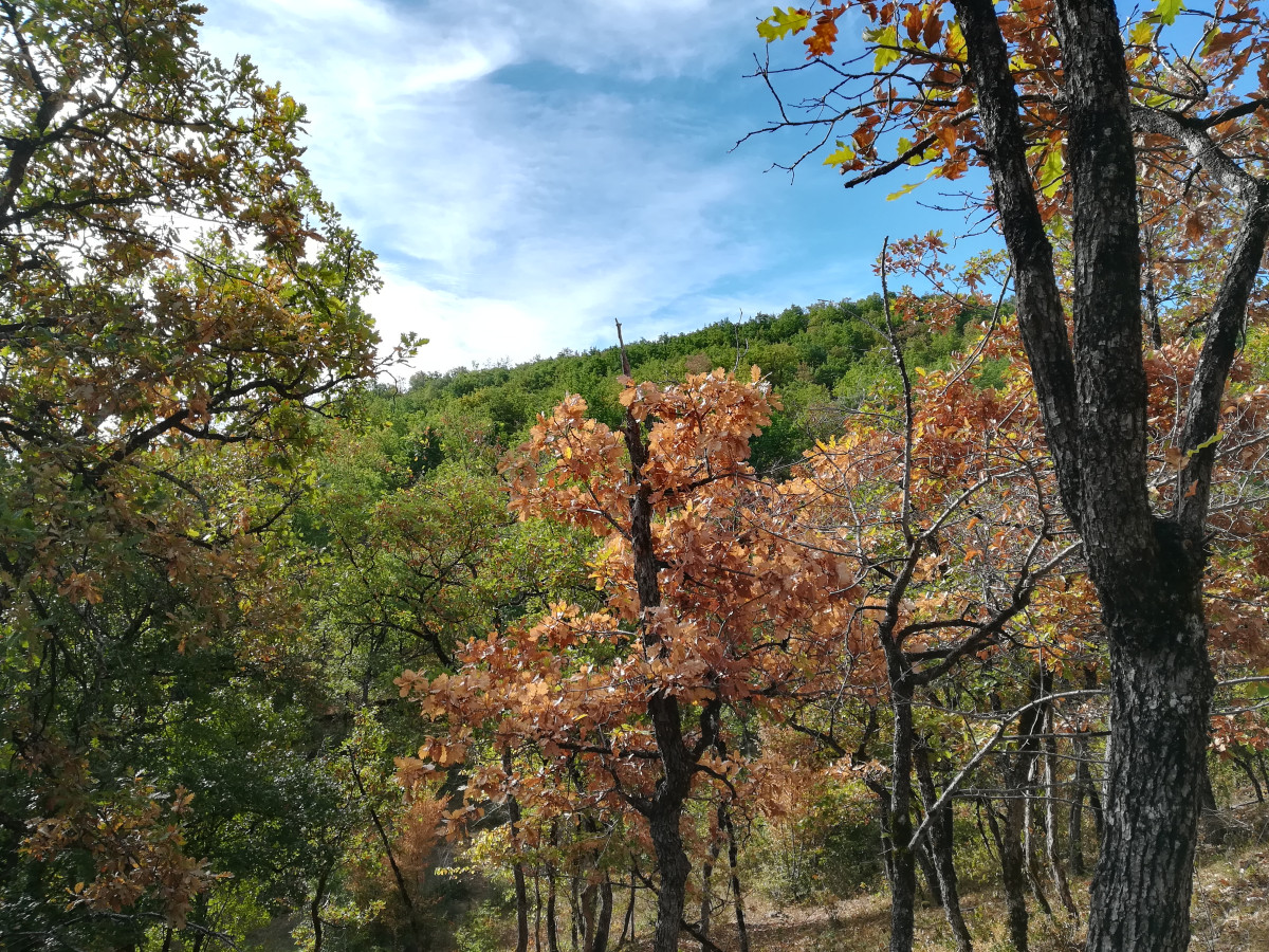 A hill with trees in the Tarn-et-Garonne department in southern France. Photo: CLEW/Wettengel.