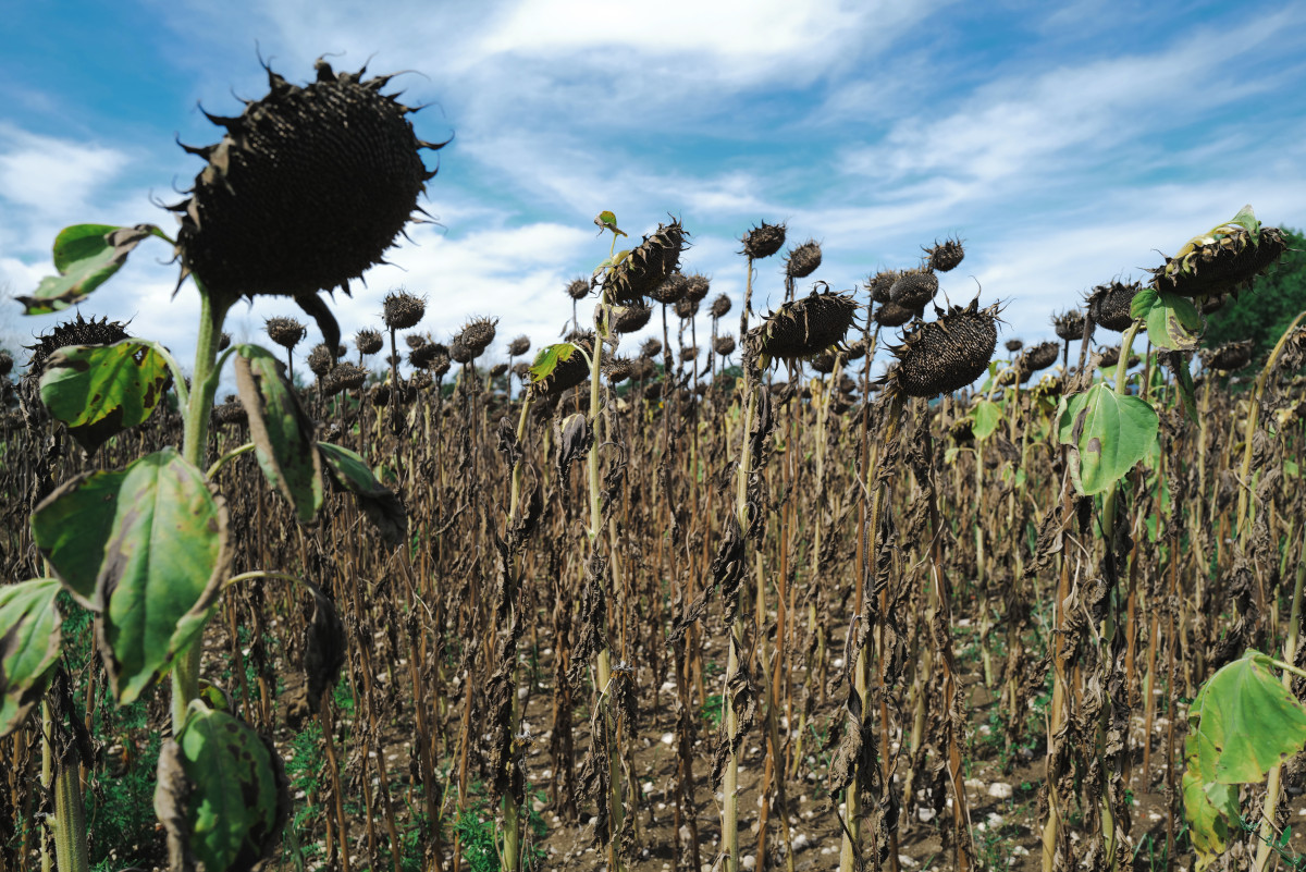 A sunflower field suffers from drought. Photo: European Union. A sunflower field suffers from drought. Photo: European Union.