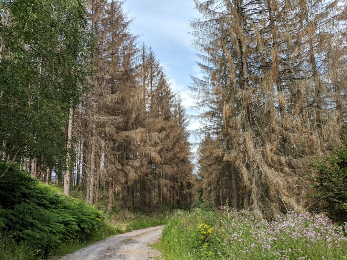 Climate change is a threat to Europe's forests, as seen here in Germany. Image by Yannick Block