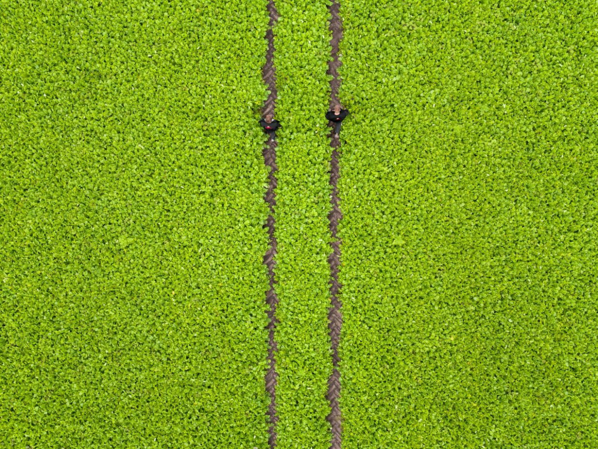 Aerial shot of a Dutch potatoe field. Image by Netherlands Board of Tourism.