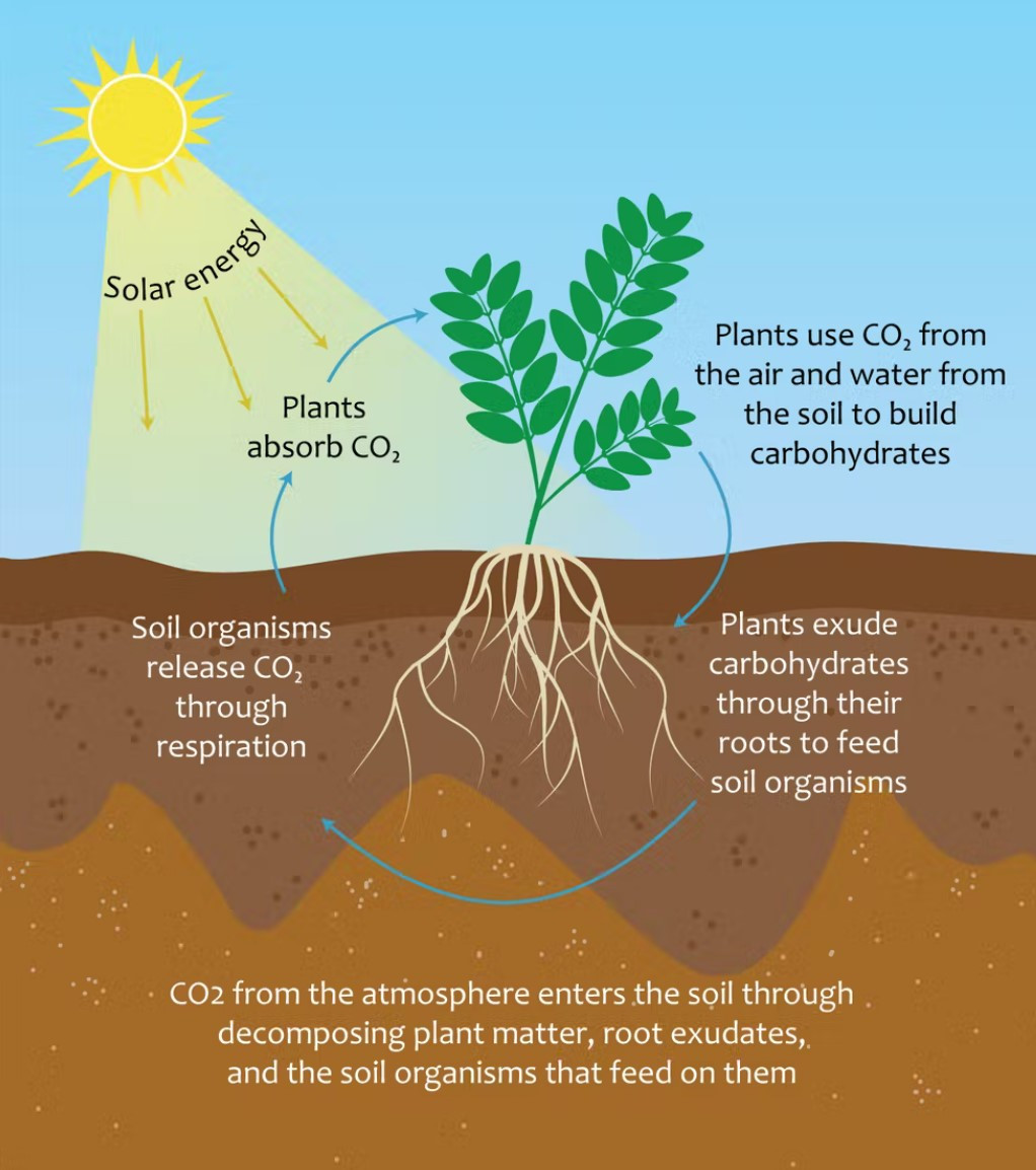 How carbon cycles into and out of soil. Source: [Jocelyn Lavallee, The Conversation, CC BY-ND](https://theconversation.com/soil-carbon-is-a-valuable-resource-but-all-soil-carbon-is-not-created-equal-129175).